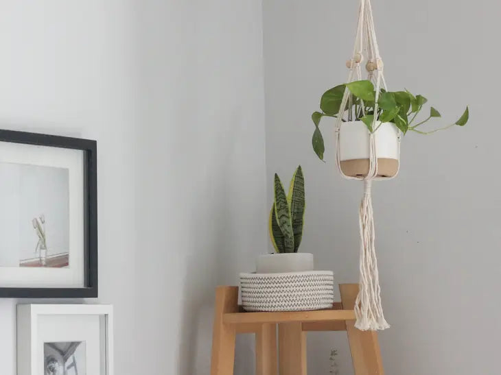 Plant Holders