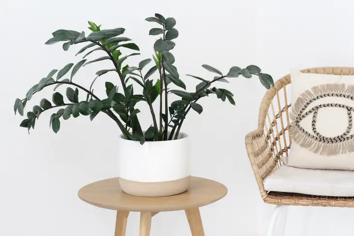 Ceramic Planter Pot