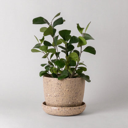 7 inch Planter pot