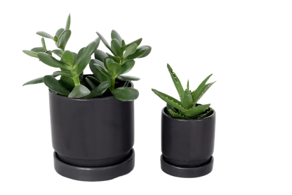 Ceramic planter pots 